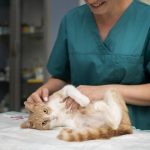 Você já testou seu gatinho para FIV e FELV?