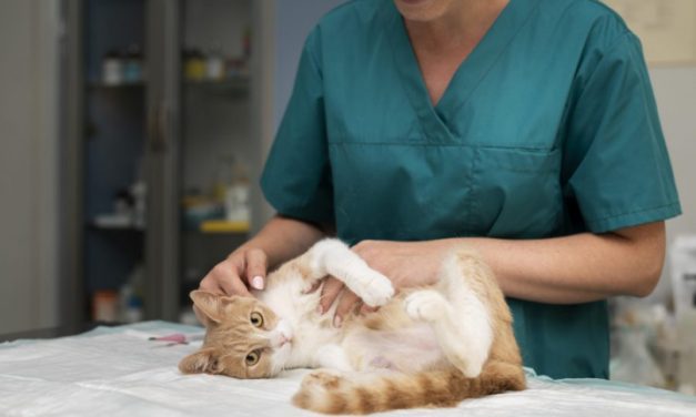 Você já testou seu gatinho para FIV e FELV?