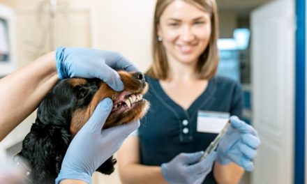 Preciso escovar os dentes do meu cachorro?