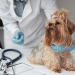 Você leva o seu cãozinho em consultas periódicas?