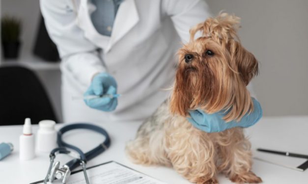 Você leva o seu cãozinho em consultas periódicas?