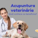 Acupuntura, uma grande aliada para o bem-estar e alivio da dor do seu bichinho.