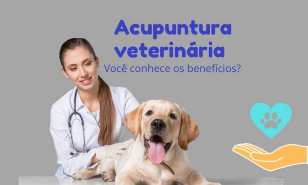 Acupuntura, uma grande aliada para o bem-estar e alivio da dor do seu bichinho.