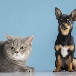 E o check-up do seu pet, está em dia?