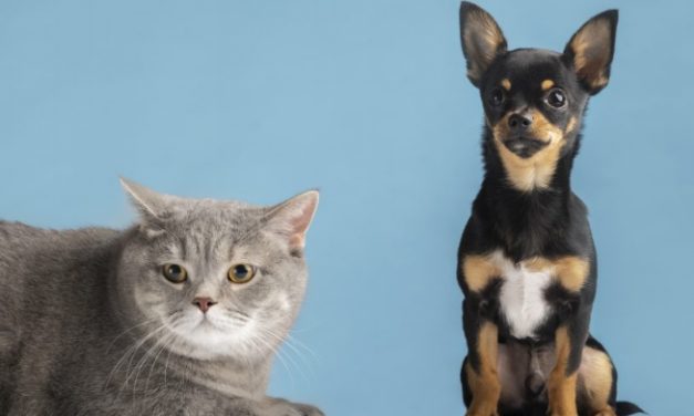 E o check-up do seu pet, está em dia?
