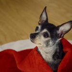 Cachorro sente frio?