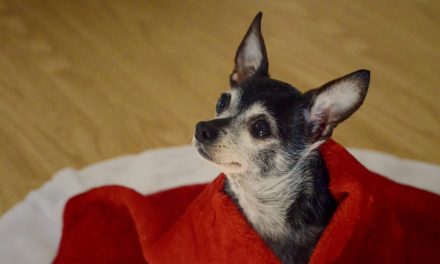 Cachorro sente frio?