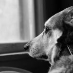 Síndrome da separação, será que seu cãozinho está sofrendo?