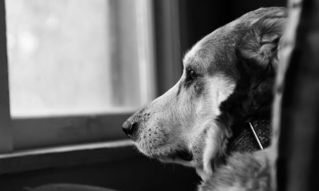 Síndrome da separação, será que seu cãozinho está sofrendo?