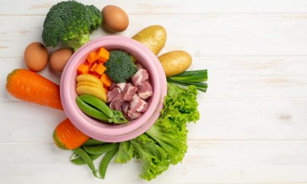 Meu pet pode comer comida?