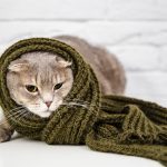 Será que meu gatinho sente frio?