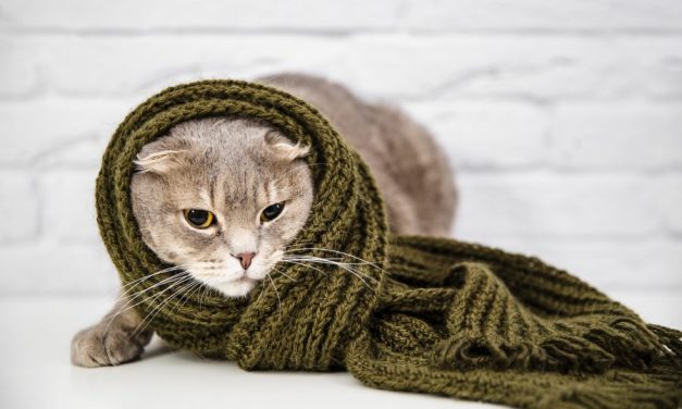 Será que meu gatinho sente frio?