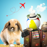 A ANAC regulamentou o embarque de coelhos em aeronaves