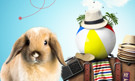 A ANAC regulamentou o embarque de coelhos em aeronaves