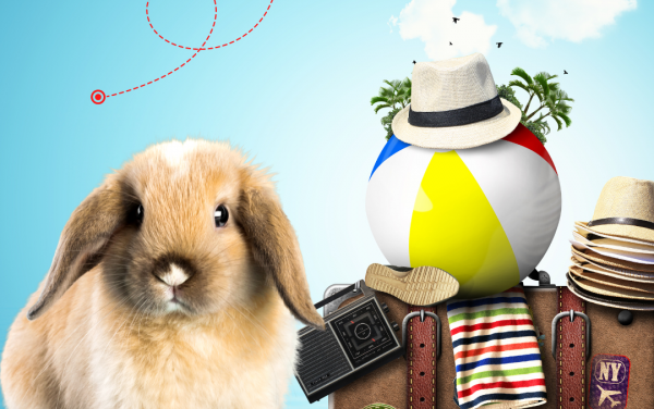 A ANAC regulamentou o embarque de coelhos em aeronaves