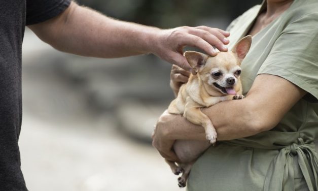 A polêmica humanização dos Pets