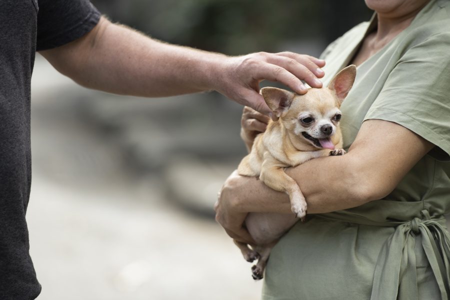 A polêmica humanização dos Pets