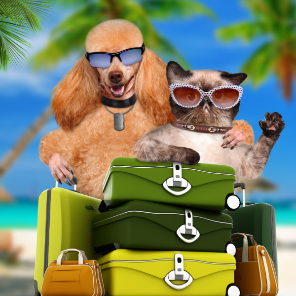 Vai viajar com seu Pet?