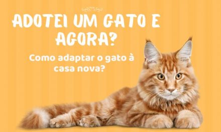 Como acostumar o gato na nova casa?