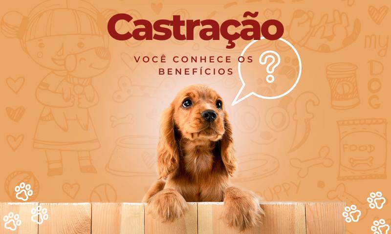Castração de cachorros, quais os benefícios?