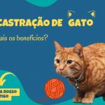 Castração de gatos, quais os benefícios? Por que castrar meu gato?
