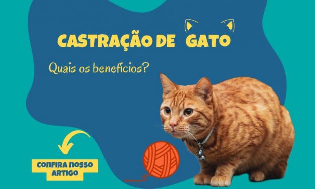 Castração de gatos, quais os benefícios? Por que castrar meu gato?