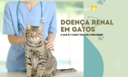 Doença renal em gatos, o que é?