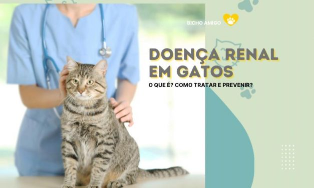 Doença renal em gatos, o que é?