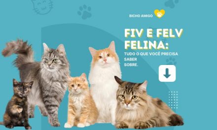 Meu gato tem FIV / FeLV, o que fazer?