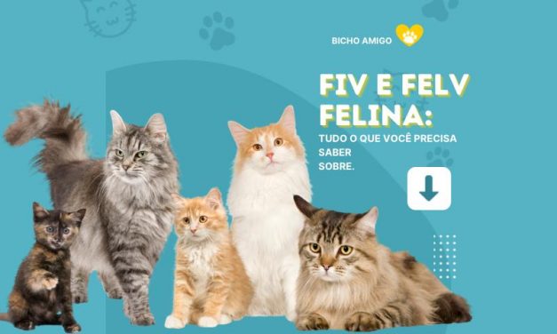Meu gato tem FIV / FeLV, o que fazer?