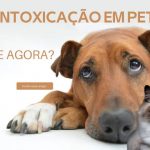 Intoxicação em Pets, como identificar? O que fazer?