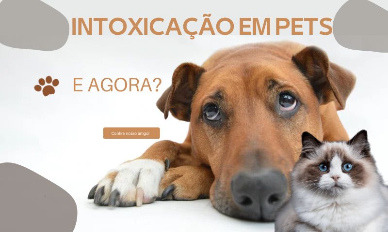 Intoxicação em Pets, como identificar? O que fazer?