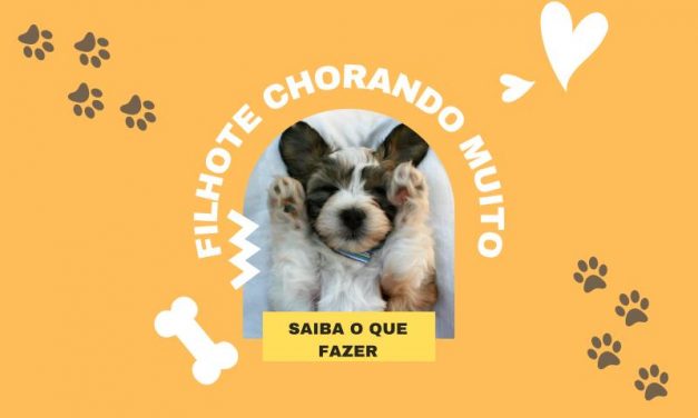 Meu filhote só chora, o que fazer?