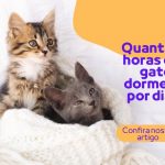 Quantas horas os gatos dormem por dia?