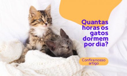 Quantas horas os gatos dormem por dia?