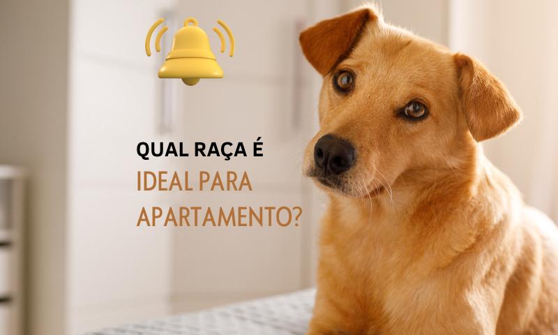 Qual raça é ideal para apartamento?