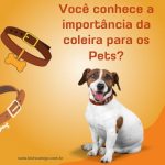 Por que eu devo usar coleira no meu cachorro/pet?