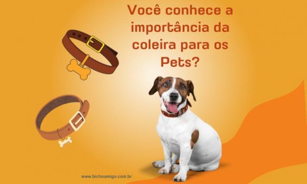 Por que eu devo usar coleira no meu cachorro/pet?