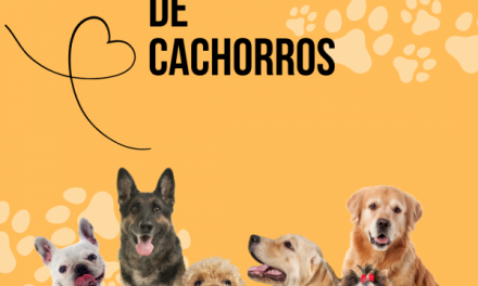 Raças de cachorros, vamos falar sobre algumas delas?