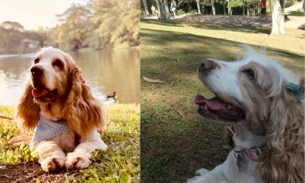 O Cocker Spaniel Inglês