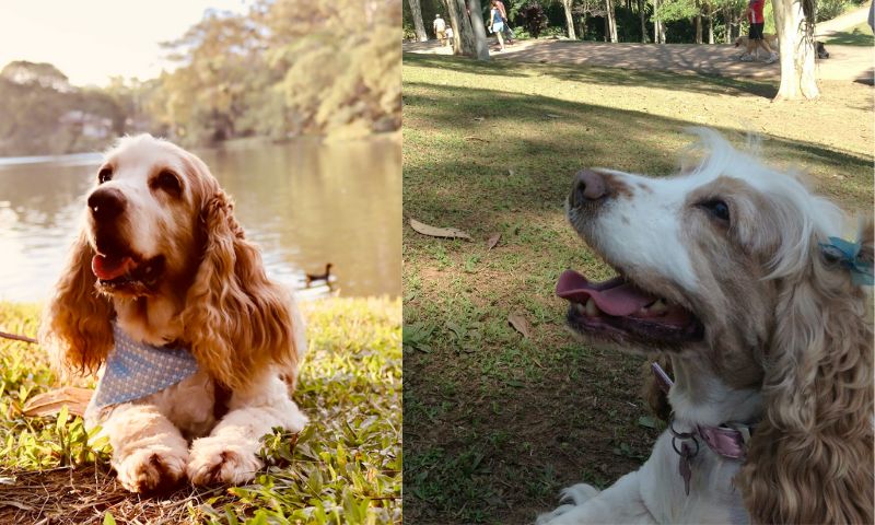 O Cocker Spaniel Inglês