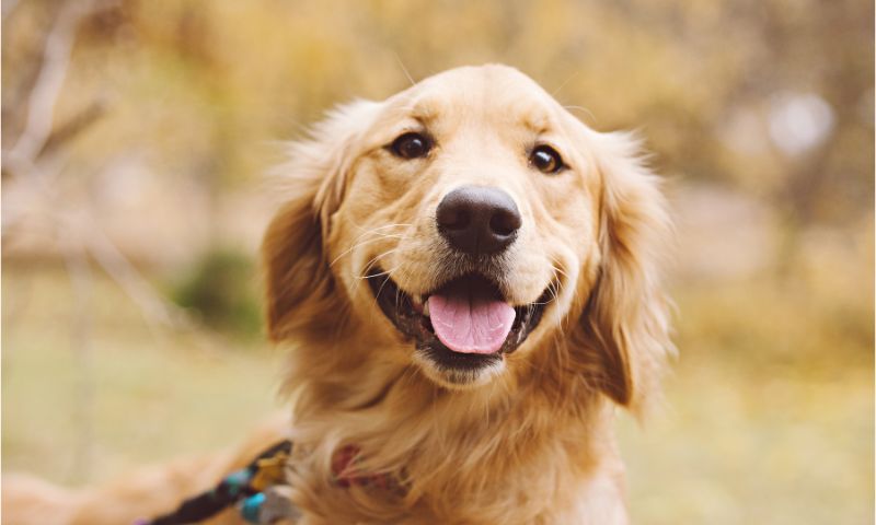 Golden Retriever