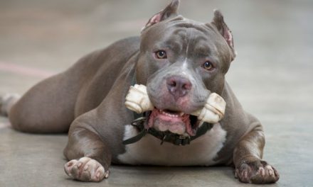 Pitbull Monster: Tudo o Que Você Precisa Saber Sobre Esses Cães Impressionantes