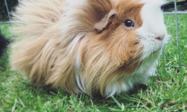 Porquinhos da Índia Peruano: Conheça Esta Encantadora Raça de Roedores