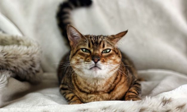 Raça Savannah: Descobrindo a Beleza Exótica e a Personalidade Cativante