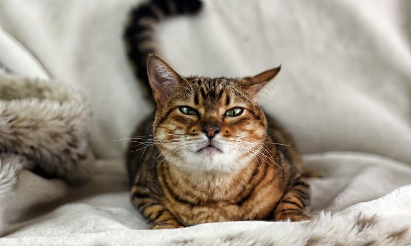 Raça Savannah: Descobrindo a Beleza Exótica e a Personalidade Cativante