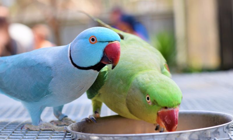 Ring Neck – O Passarinho Azul que Fala