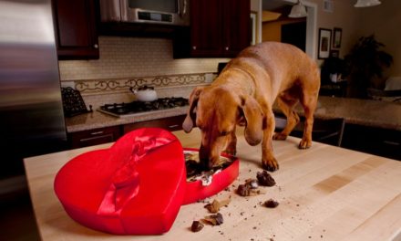 Meu cachorro comeu chocolate, e agora?