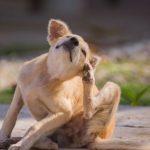 Meu Cachorro Se Coça Muito Mas Não Tem Pulga