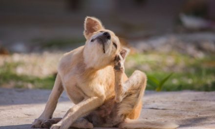 Meu Cachorro Se Coça Muito Mas Não Tem Pulga